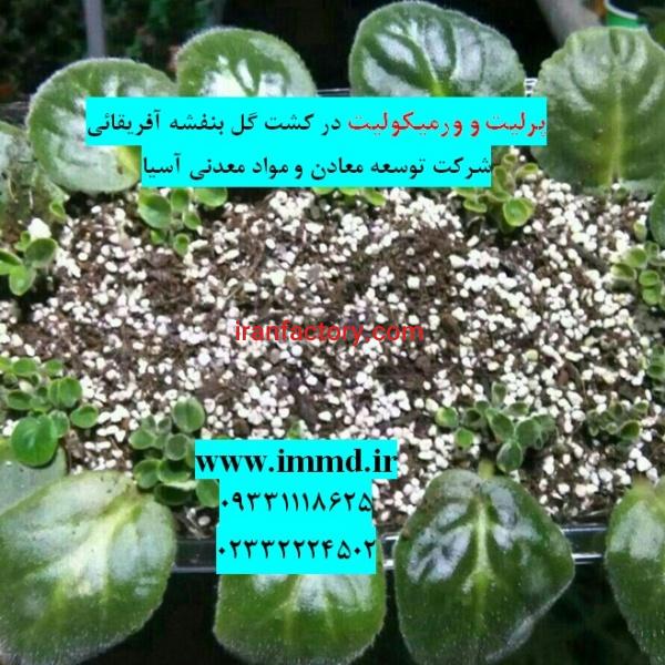 فروش بسترهای کشت گل بنفشه آفریقائی