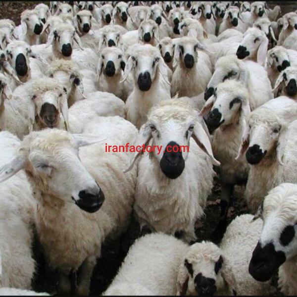 فروش دامداری در فریمان