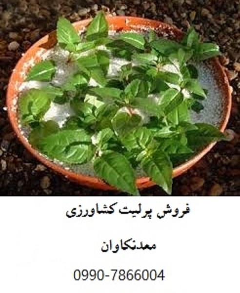 فروش پرلیت کشاورزی و باغبانی معدن کاوان