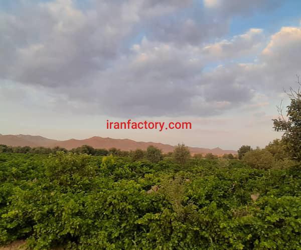 مشاور کود برای پسته