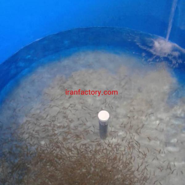 فروش پرورش ماهی آذربایجان شرقی