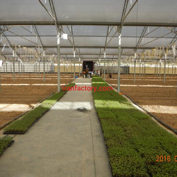 گلخانه گوجه فرنگی البرز