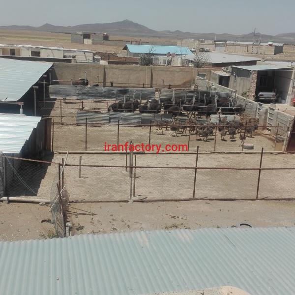فروش مزرعه پرورش شترمرغ