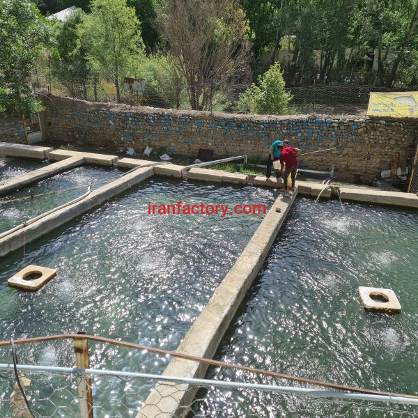 پرورش ماهی در گیلاوند با آب چشمه