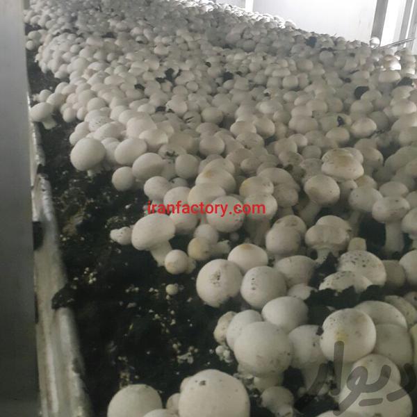 فروش کارخانه پرورش قارچ در کاشان