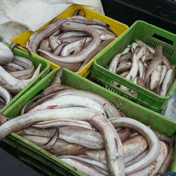 پخش عمده مارماهی