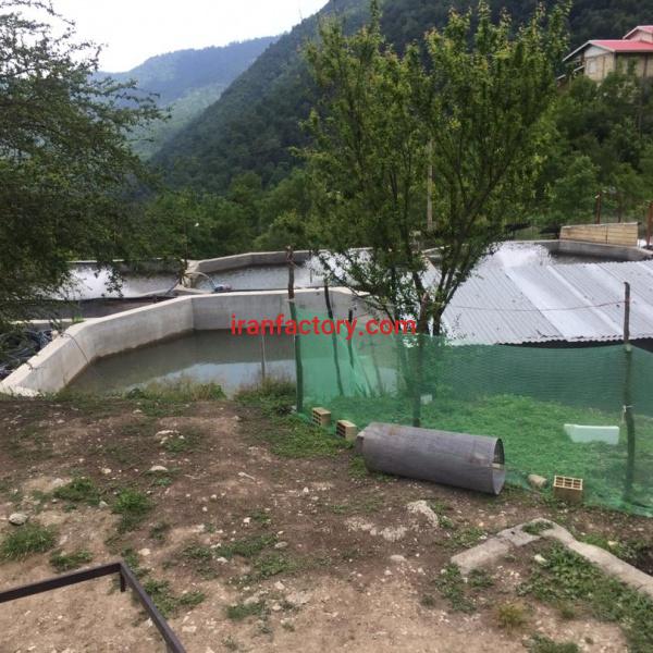 خریدار پرورش ماهی در گیلان