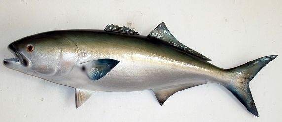 فروش ماهی شیر صید روز