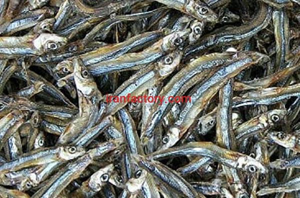 ماهی خشک متو