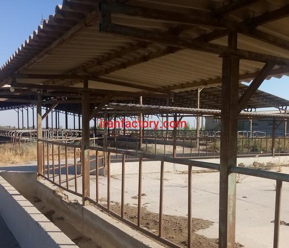 فروش گاوداری در ورامین