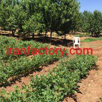 فروش کارخانه نوشابه گازدار در پاوه