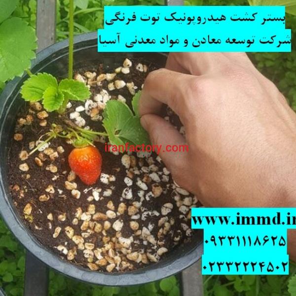 بستر کشت هیدروپونیک توت فرنگی
