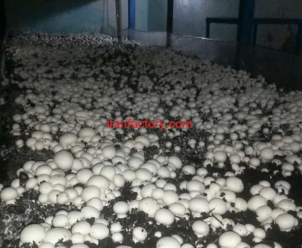 فروش کارخانه قارچ در 30 کیلومتری مشهد