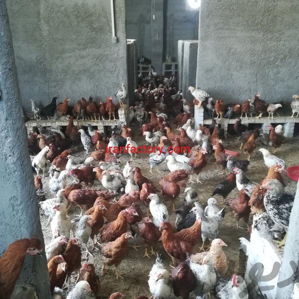 فروش مرغداری در روستای زیار اصفهان