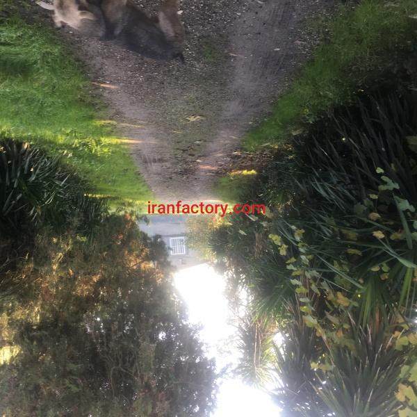 باغ مرکبات چهار هکتارى قائم شهر