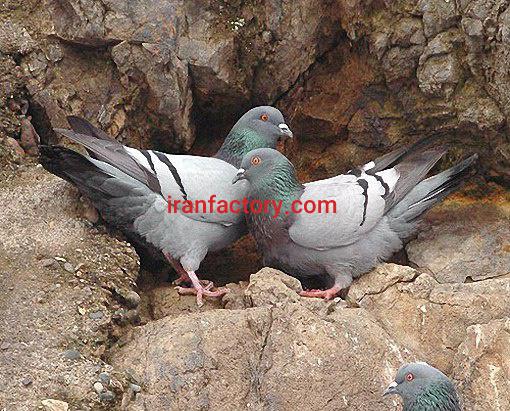 کود پودری کبوتر خالص