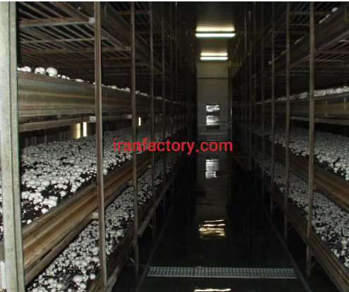 فروش ده درصد از کارخانه تولید قارچ در ارومیه