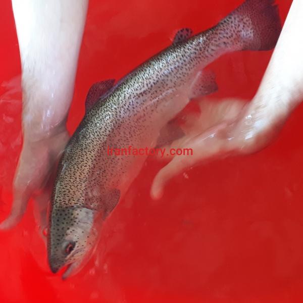 پرورش ماهی 15 تنی با آب چشمه