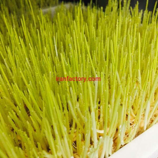 بهترین مارک دستگاه تولید جوانه