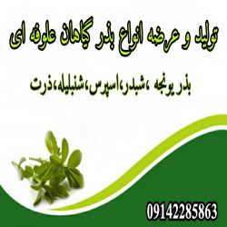 خانم فاکری lazy