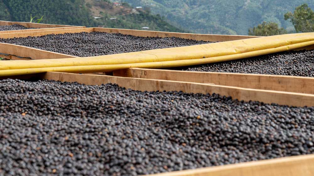 فراوری قهوه به روش خشک یا طبیعی 