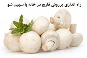 پرورش قارچ در خانه