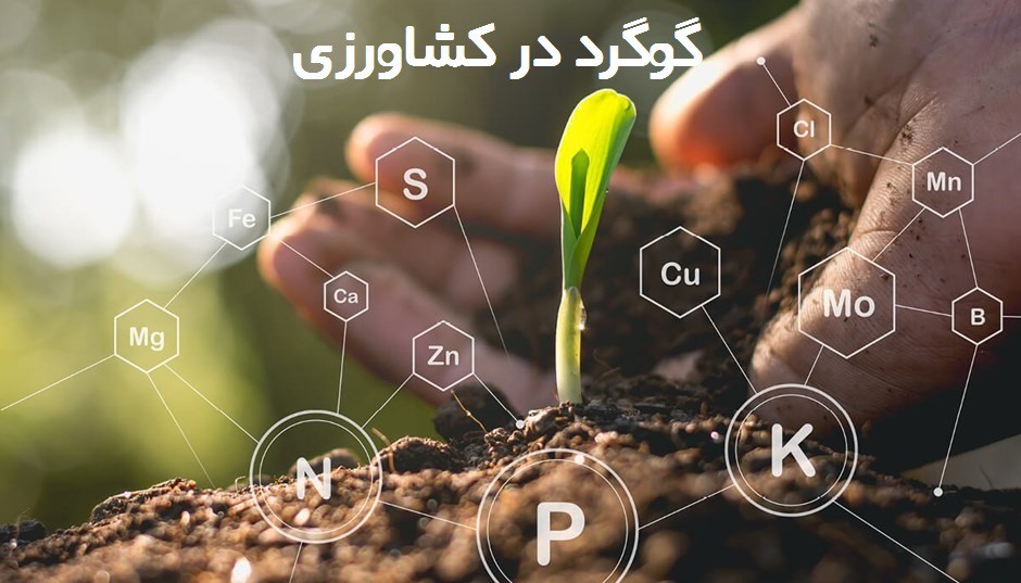 نقش کود گوگرد در باروری گیاهان