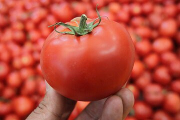 صفر تا صد تولید رب گوجه فرنگی صنعتی