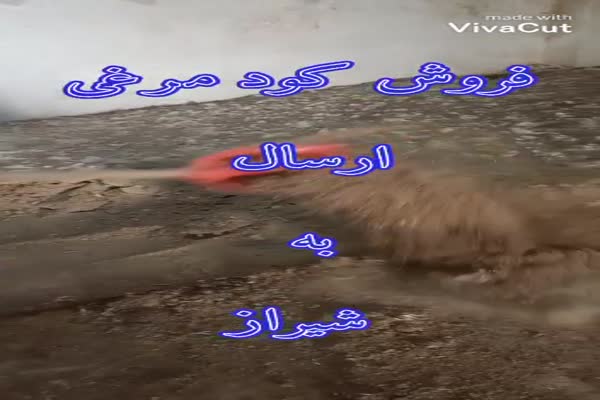 کود بوقلمون0