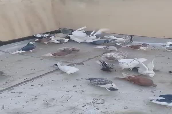 فروش کود کبوتر مرغوب