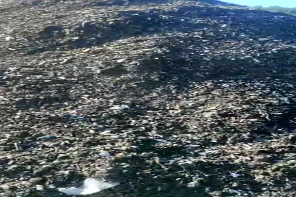 فروش خاک برگ عمده