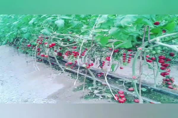 تاثیر کود آلی گرانول