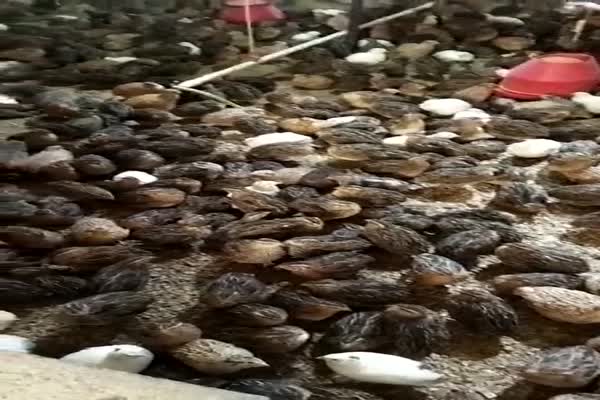 فروش کود بلدرچین عالی