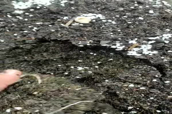 تولید و بسته بندی خاک برگ با 50 میلیون