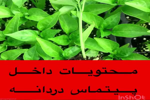 پیت ماس درجه یک بافرآوری منحصر به فرد