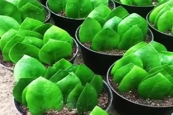 فروش پیت ماس درجه یک