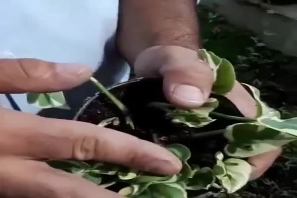 خرید و فروش پیت ماس مرغوب